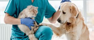 Tourism Listing Partner Vet Melbourne